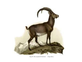 Steinbock, 1860